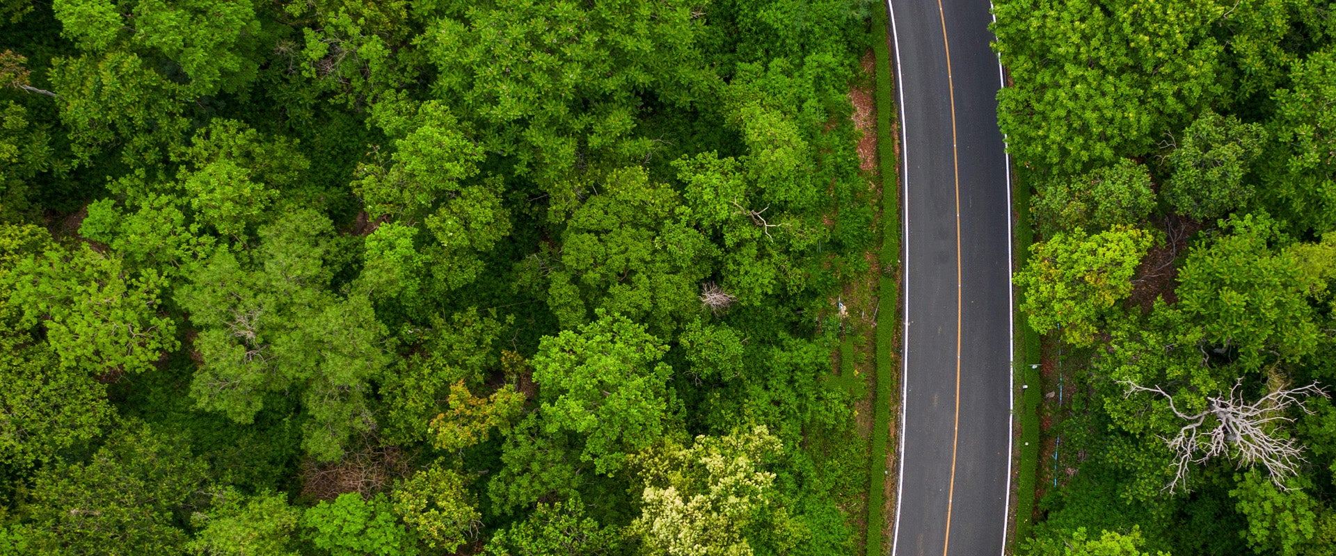 Aerial view of a highway going through trees